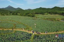 Đà Nẵng: Khám phá vẻ đẹp tuyệt vời của đầm sen Trà Lý
