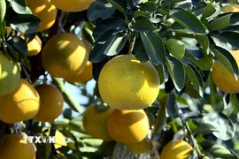Nhờ thổ nhưỡng phù hợp và kinh nghiệm trồng, chăm sóc, người dân Văn Giang đã hình thành nghề trồng quất, bưởi cảnh, tạo ra những sản phẩm được khách hàng ưa chuộng mỗi khi Tết đến, Xuân về. (Ảnh: Thế Duyệt/TTXVN)