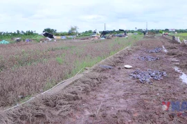 Người trồng hoa tại Ninh Bình tất bật cào bùn, xuống giống sau khi nước rút