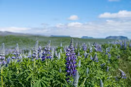 Hoa Lupin. (Nguồn: Wikipedia)