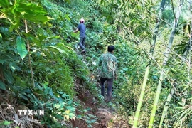 Cấp ủy, chính quyền địa phương, Ban quản lý bản kiểm tra thực tế, đánh giá thực trạng vết nứt trên đồi. (Ảnh: TTXVN phát)