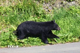Gấu xuất hiện tại trung tâm thành phố Morioka, tỉnh Iwate, Nhật Bản ngày 23/10/2025. (Ảnh: Kyodo/TTXVN)