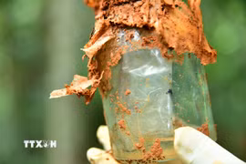 Lọ thủy tinh an táng kèm hài cốt liệt sỹ chứa giấy có thông tin được giám định mang tên Liệt sỹ Nguyễn Văn Vượng. (Ảnh: TTXVN phát)