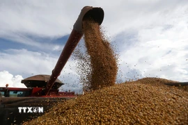 Thu hoạch đỗ tương. (Ảnh: THX/TTXVN)