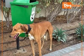Một chú chó bị buộc trên đường phố ở Dubai. (Nguồn: Facebook Dogs are friends)