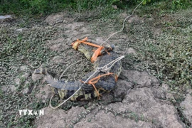 Con cá sấu. (Ảnh minh họa: Danh Chanh Đa/TTXVN)