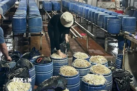 Sản xuất giá đỗ. (Ảnh TTXVN phát)