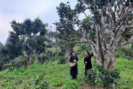 Thái Nguyên: 12 cây chè shan tuyết được công nhận là Cây Di sản Việt Nam