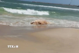 Xác cá voi bị phân hủy trôi dạt vào bờ biển Mỹ Thủy. (Ảnh: TTXVN phát)