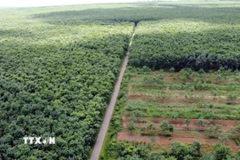 Con đường thẳng tắp chạy giữa rừng cao su dẫn vào các thôn của xã Cồn Tiên, tỉnh Quảng Trị. (Ảnh: Tá Chuyên/TTXVN)