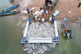 Một lồng cá bị chết toàn bộ được kéo vào bờ để đem tiêu hủy. (Ảnh: Lê Xuân/TTXVN)