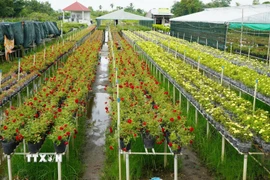 Hoa, kiểng trồng trên giàn không bị ngập nước và ảnh hưởng bởi cỏ dại. (Ảnh: Nhựt An/TTXVN)