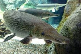  Thanh Hóa: 11 người nhập viện vì ăn trứng cá sấu hỏa tiễn