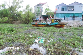 Do lòng sông hẹp, bèo mắc kẹt, phủ kín nhiều đoạn sông. (Ảnh: Xuân Tiến/TTXVN)