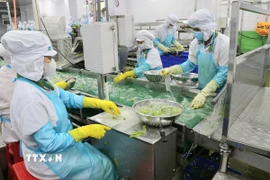 Sản xuất nha đam tại Công ty Cổ phần thực phẩm Cánh Đồng Việt-VietFarm (Khu công nghiệp Thành Hải, thành phố Phan Rang-Tháp Chàm). (Ảnh: Nguyễn Thành/TTXVN)