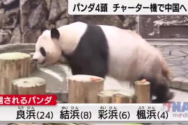 Người dân Nhật Bản tiễn 4 mẹ con gấu trúc khổng lồ trở về Trung Quốc