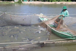 Thu hoạch cá tra tại vùng nuôi ở huyện Tam Nông (Đồng Tháp). (Ảnh: Nguyễn Văn Trí/TTXVN)