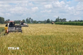 Ứng dụng cơ giới hóa trong thu hoạch lúa tại mô hình canh tác lúa chất lượng cao, phát thải thấp ở hợp tác xã dịch vụ nông nghiệp Hồng Phát (xã Vĩnh Thanh, tỉnh Cà Mau). (Ảnh: TTXVN phát)