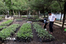 Vườn ươm các giống cây trồng thuộc hệ sinh thái rừng ngập mặn Cần Giờ trong khuôn viên Ban quản lý rừng phòng hộ Cần Giờ. (Ảnh: Hồng Đạt/TTXVN)