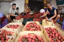 Đóng gói, bảo quản vải chính vụ xuất khẩu ở hộ kinh doanh, phố Kim, huyện Lục Ngạn, tỉnh Bắc Giang. (Ảnh: Vũ Sinh/TTXVN)