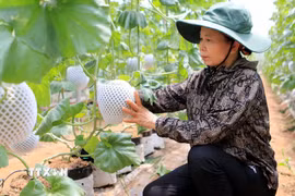 Mô hình trồng dưa lưới theo công nghệ Israel cho hiệu quả kinh tế cao. (Ảnh: Thế Duyệt/TTXVN)