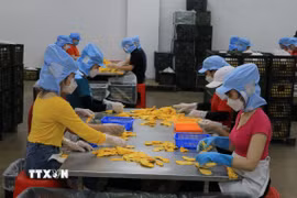 Công nhân làm việc tại một công ty tư nhân trên địa bàn huyện Lấp Vò, tỉnh Đồng Tháp. (Ảnh: Nhựt An/TTXVN)