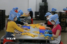 Công nhân làm việc tại một công ty tư nhân trên địa bàn huyện Lấp Vò, tỉnh Đồng Tháp. (Ảnh: Nhựt An/TTXVN)