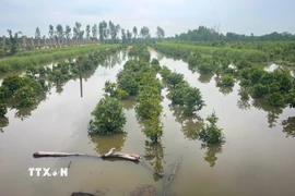 Vườn mai tại xã Bình Lợi (Thành phố Hồ Chí Minh) bị ngập trong nước. (Ảnh: Hương Giang/TTXVN)