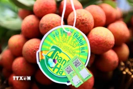 Sản phẩm vải Thanh Hà (Hải Dương) được cấp mã vạch, tem chỉ dẫn địa lý để khách hàng nhận biết. (Ảnh: Quang Quyết/TTXVN)