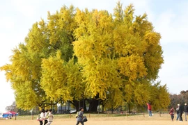 Cây bạch quả 1.300 năm tuổi. (Nguồn: Korea Times)