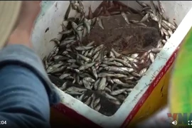 Nước về mênh mông, nông dân Đồng Tháp nhộn nhịp đón sản vật mùa nước nổi