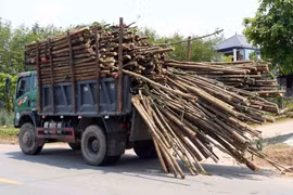 Trên tuyến đường Hồ Chí Minh nhánh Đông, đoạn qua xã Bố Trạch (Quảng Trị) đã không ít lần xảy ra các vụ tai nạn giao thông liên quan đến xe tải chở keo tràm quá khổ, quá tải. (Ảnh: Tá Chuyên/TTXVN)