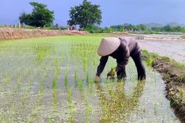 Nông dân phường Minh Xuân, tỉnh Tuyên Quang xuống đồng cấy lúa. (Ảnh: Quang Cường/TTXVN)