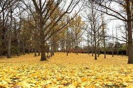 Rừng Ginkgo Grove trở thành biểu tượng của sự bền bỉ, của cái đẹp không phai mờ theo thời gian. (Ảnh: Ngọc Quang/TTXVN)