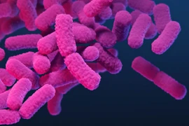 Họ vi khuẩn Enterobacterales. (Nguồn: cdc.gov)