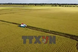 Nông dân Đồng Tháp và hành trình “biến” rơm thành tiền