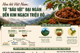 Hoa hồi Việt Nam: Từ "báu vật" đại ngàn đến kim ngạch triệu đô