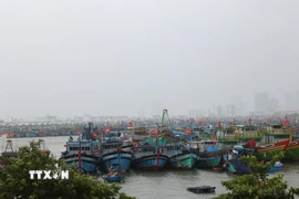 Tàu thuyền vào nơi trú tránh tại Âu thuyền Thọ Quang, vịnh Mân Quang (Đà Nẵng). (Ảnh: Anh Dũng/TTXVN)