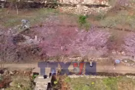 Hoa anh đào khoe sắc trên cao nguyên Mộc Châu