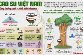 Cao su Việt Nam: Giá trị bền vững từ nguồn nguyên liệu thân thiện với môi trường