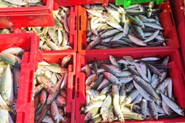 Giá cá nục bán tại cảng từ 20.000-22.000 đồng/kg. (Ảnh: Tường Vi/TTXVN)