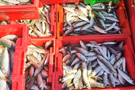 Giá cá nục bán tại cảng từ 20.000-22.000 đồng/kg. (Ảnh: Tường Vi/TTXVN)