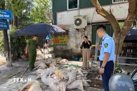 Số lợn không đảm bảo vệ sinh thú y đang được sơ chế, chuẩn bị quay nướng làm thực phẩm tại phường Đồng Tâm, thành phố Vĩnh Yên. (Ảnh: TTXVN phát)
