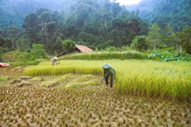 Cộng đồng người dân tộc Thái ở bản Xốp Kho (xã Nga My, tỉnh Nghệ An) đi gặt lúa trên những thửa ruộng bậc thang giữa đại ngàn Pù Huống. (Ảnh: Xuân Tiến/TTXVN)