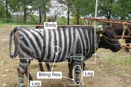 Gia súc được ngụy trang thành ngựa vằn. (Nguồn: Japan Times)