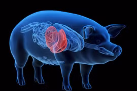 Ảnh minh họa: (Nguồn: organdonationalliance.org)