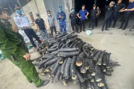 Ngà voi tang vật được lực lượng chức năng thu giữ tại cảng quốc tế Lạch Huyện (Hải Phòng). (Ảnh: TTXVN phát)
