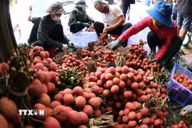 Phân loại, đóng gói vải thiều xuất khẩu ở vùng sản xuất vải thiều Lục Ngạn, tỉnh Bắc Ninh. (Ảnh: Vũ Sinh/TTXVN)