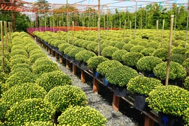 Nông dân Sa Đéc trồng các loại hoa cúc trên giàn và phát triển rất tốt. (Ảnh: Nhựt An/TTXVN)