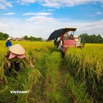 ADB thu xếp cho BIDV 250 triệu USD hỗ trợ nông nghiệp bền vững và trao quyền cho phụ nữ làm chủ ở Việt Nam. (Ảnh: Vietnam+)
